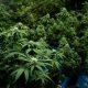 Tree of Life Dispensaries Celebrate 3rd Anniversary