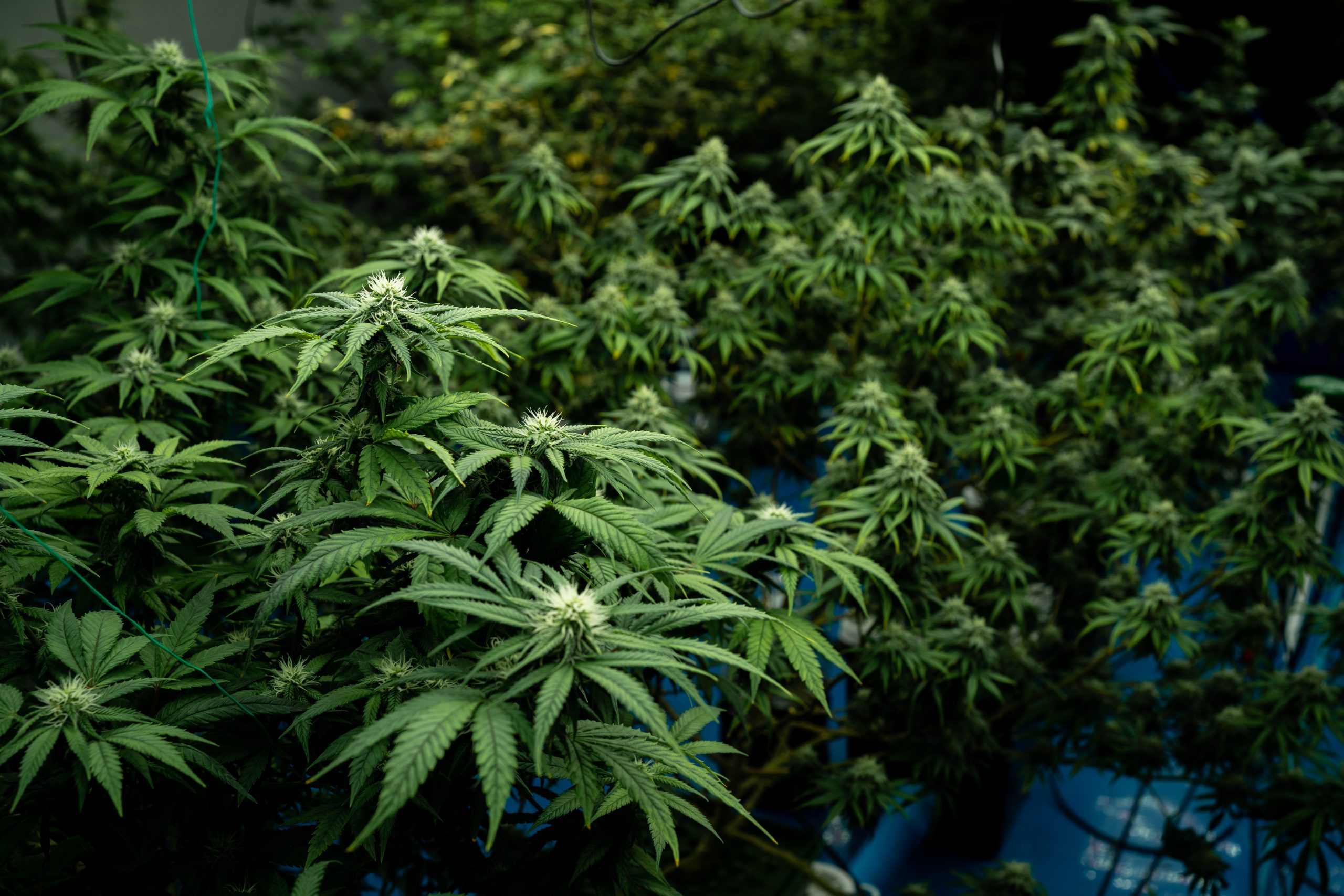 Tree of Life Dispensaries Celebrate 3rd Anniversary