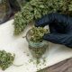 Best THCA Flower Brands of 2025
