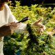 Spannabis 2025 Returns to Barcelona