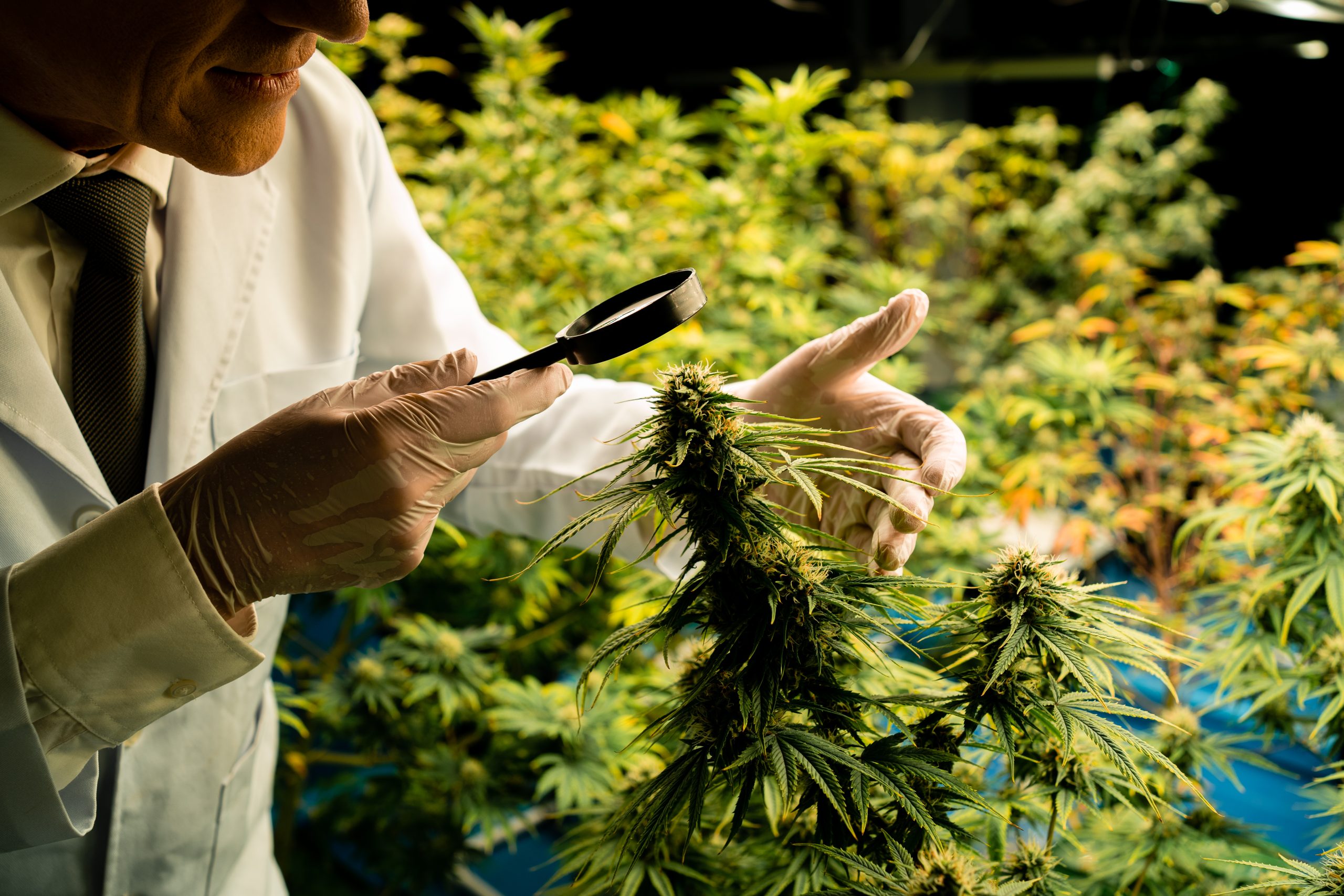 Spannabis 2025 Returns to Barcelona