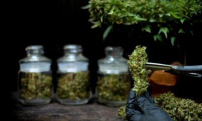 THC-Infused Beverages Spark Public Health Questions