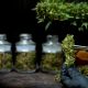 THC-Infused Beverages Spark Public Health Questions