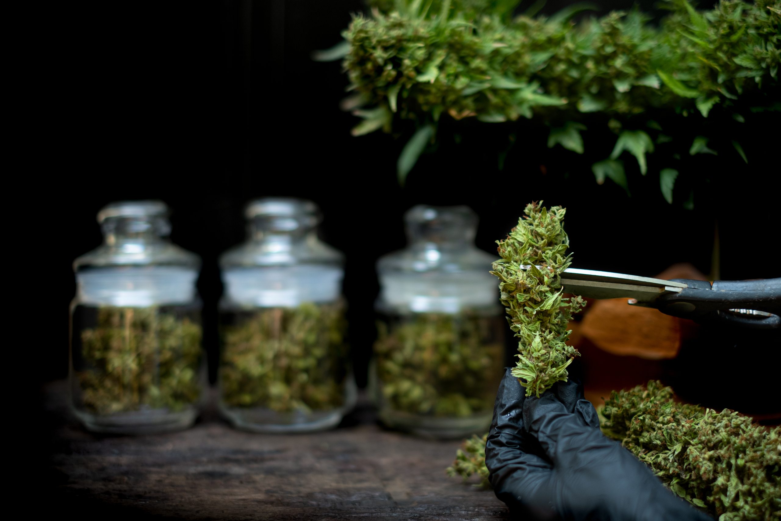 THC-Infused Beverages Spark Public Health Questions