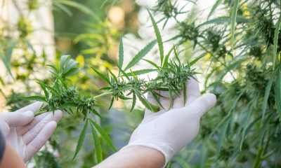 How Long Can Cannabis Be Detected in the Body