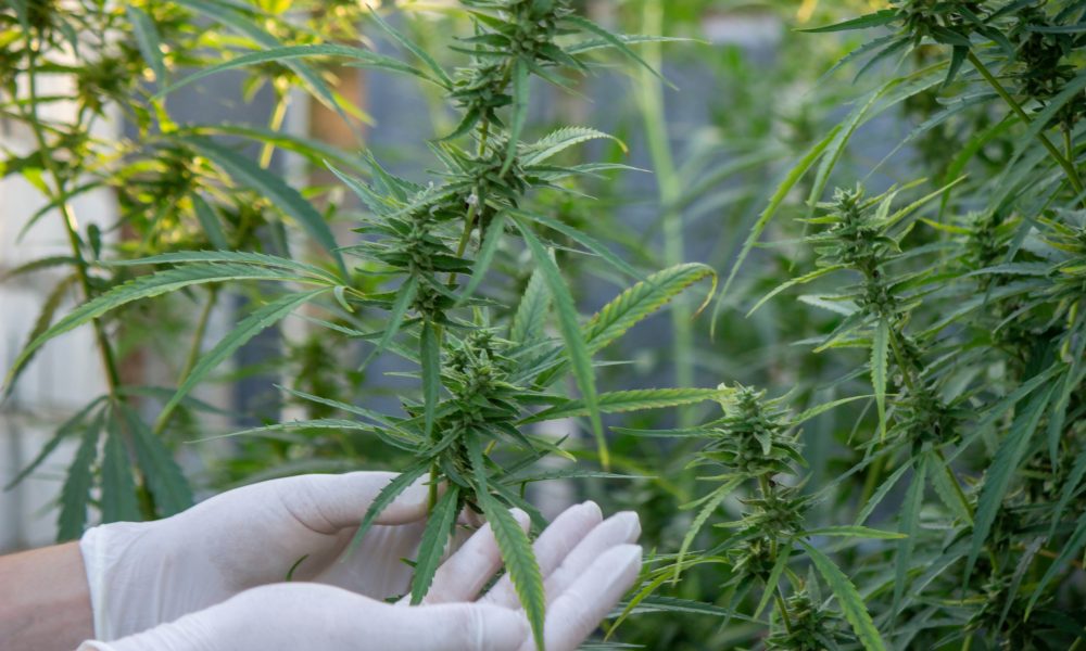 Chronic Pain Turn to Cannabis for Relief