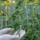 Chronic Pain Turn to Cannabis for Relief