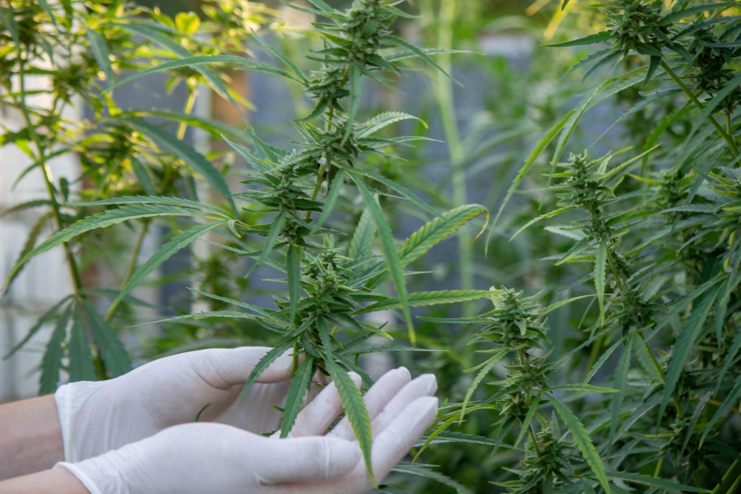 Chronic Pain Turn to Cannabis for Relief