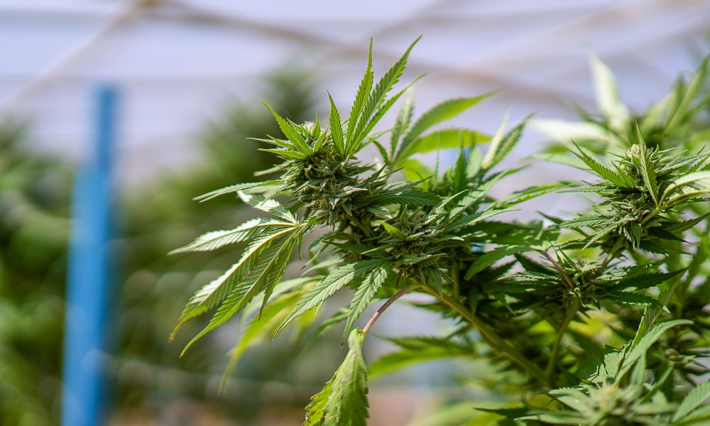 Hemp-Derived THC Drinks