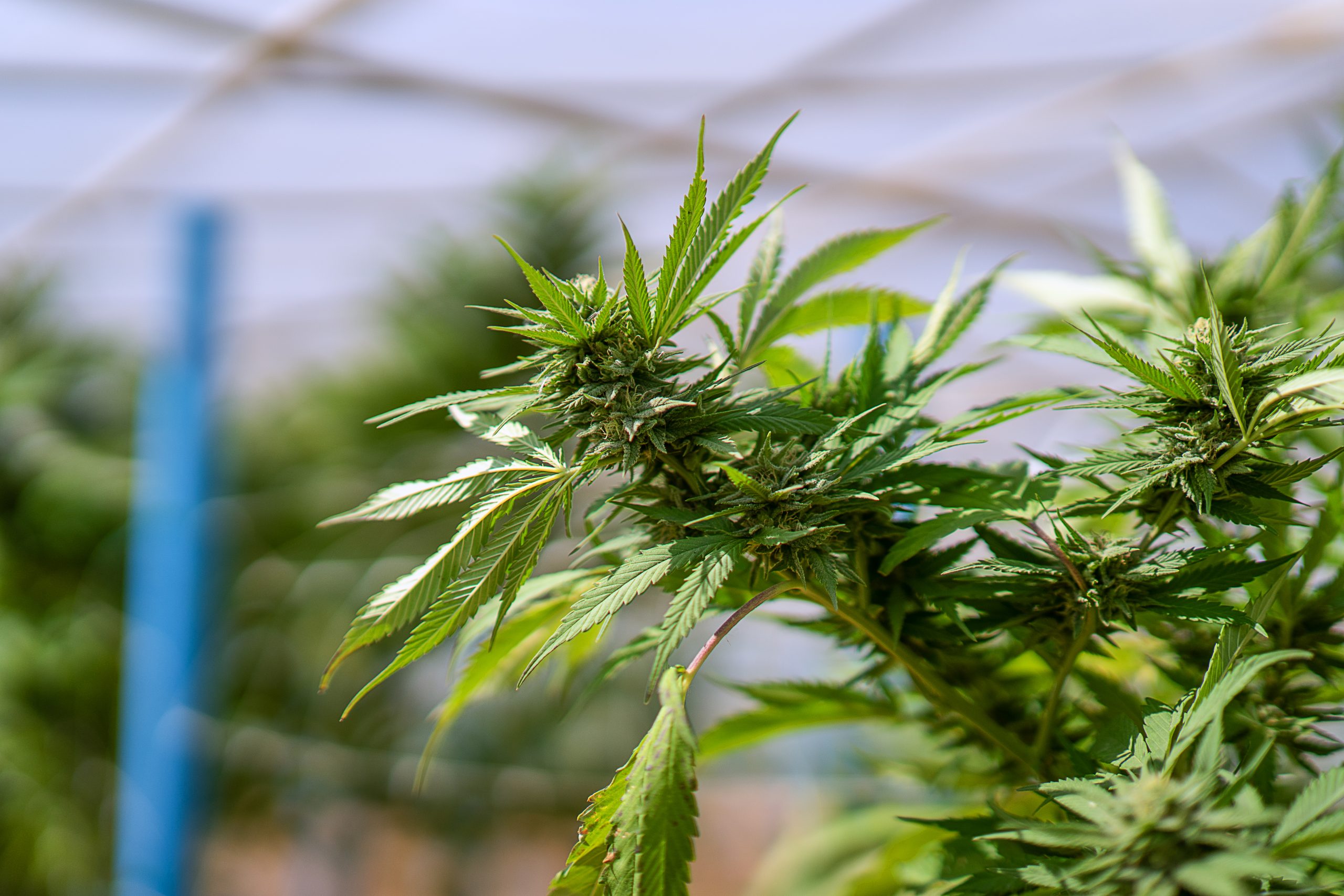 Hemp-Derived THC Drinks