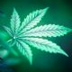 Seth Rogen’s Cannabis Travel Story