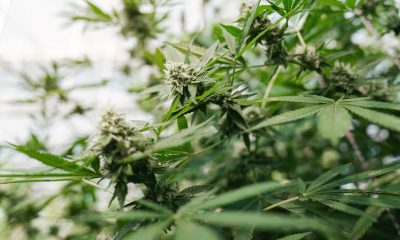 Good Day Farm Opens Largest Medical Cannabis Dispensary