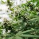 Good Day Farm Opens Largest Medical Cannabis Dispensary