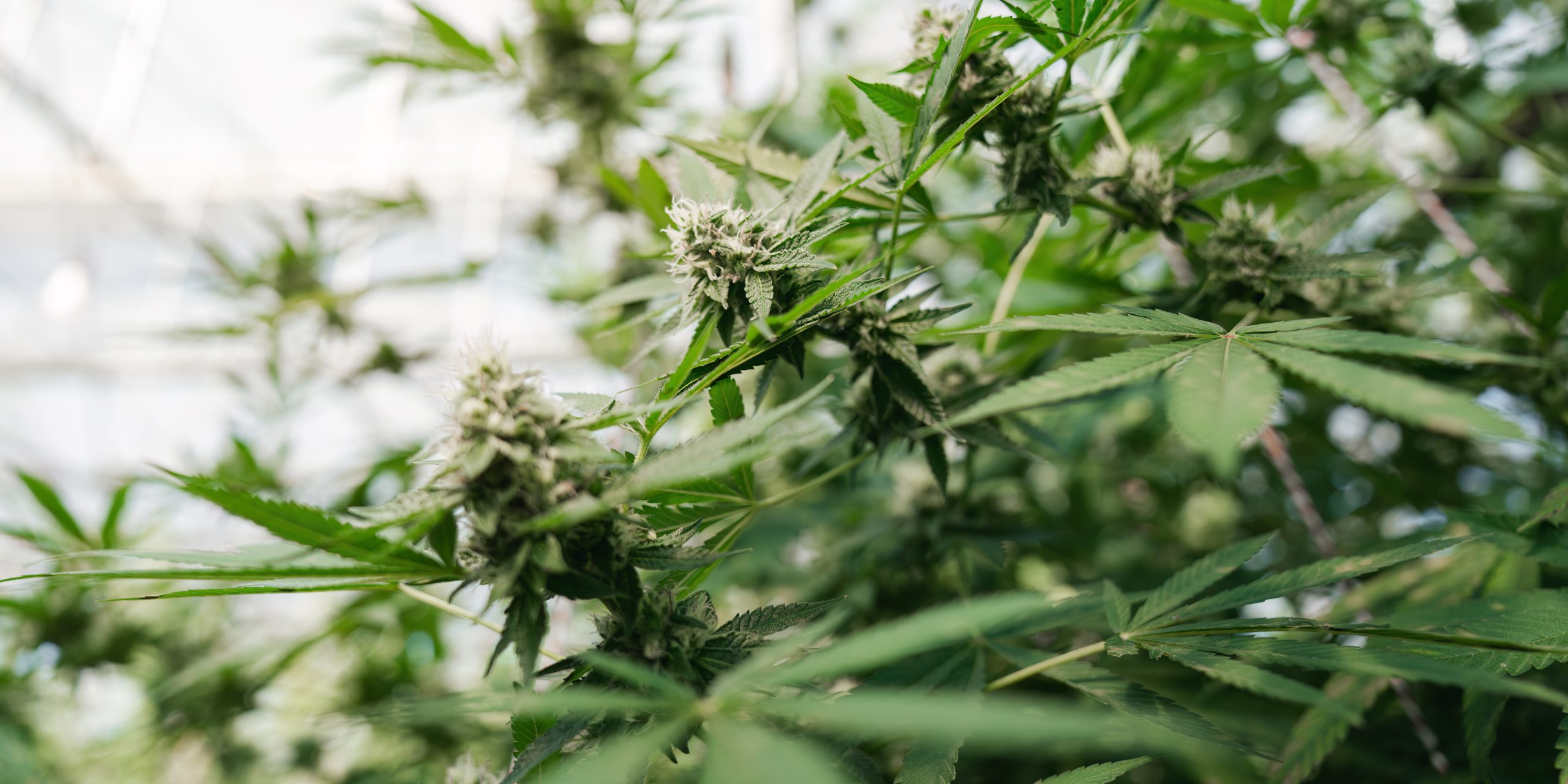 Good Day Farm Opens Largest Medical Cannabis Dispensary