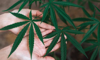 Dispensaries in Michigan