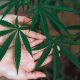 Dispensaries in Michigan