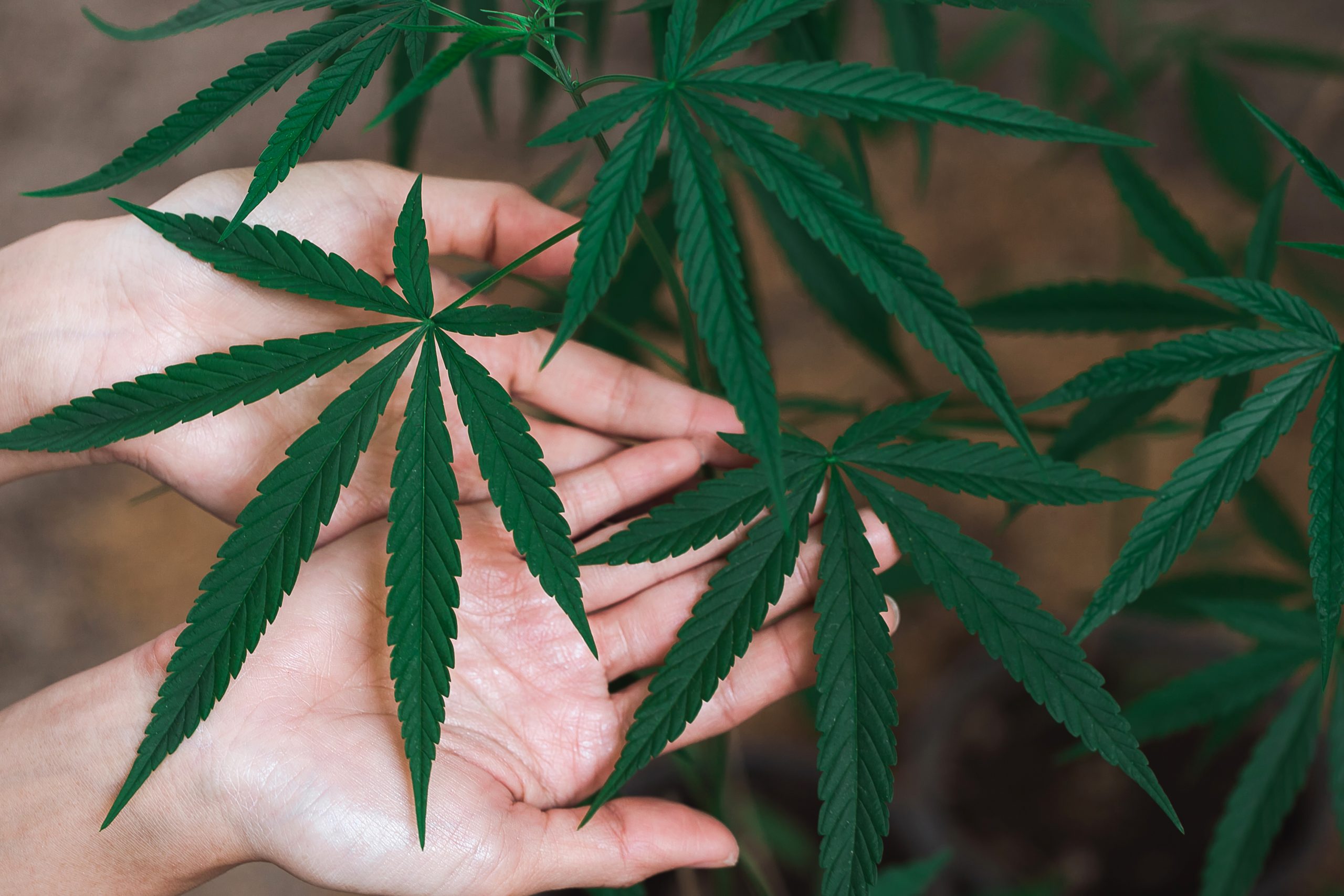 Dispensaries in Michigan