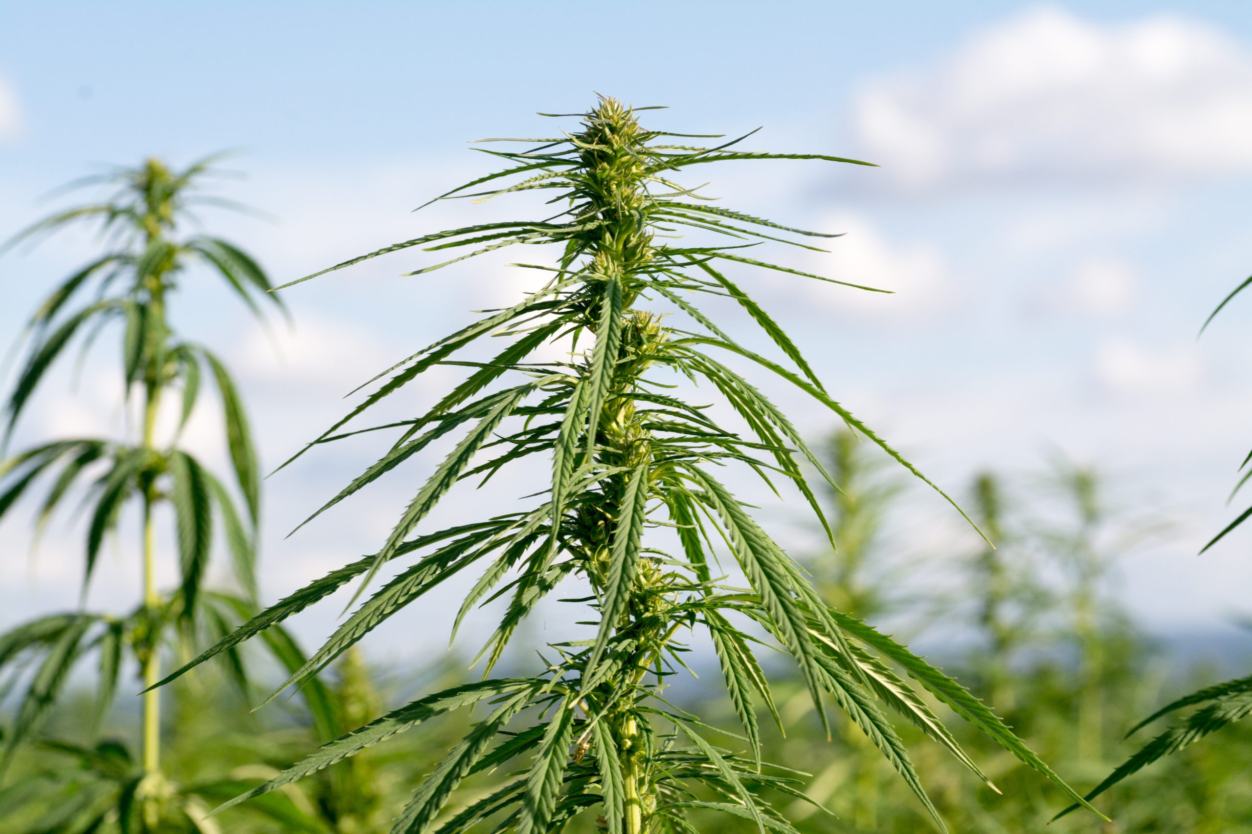 recreational weed legalization in florida
