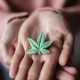 Modernizing Cannabis Infusions