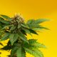 agrify new interim ceo