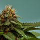 Tariffs and US Cannabis Supply Chain