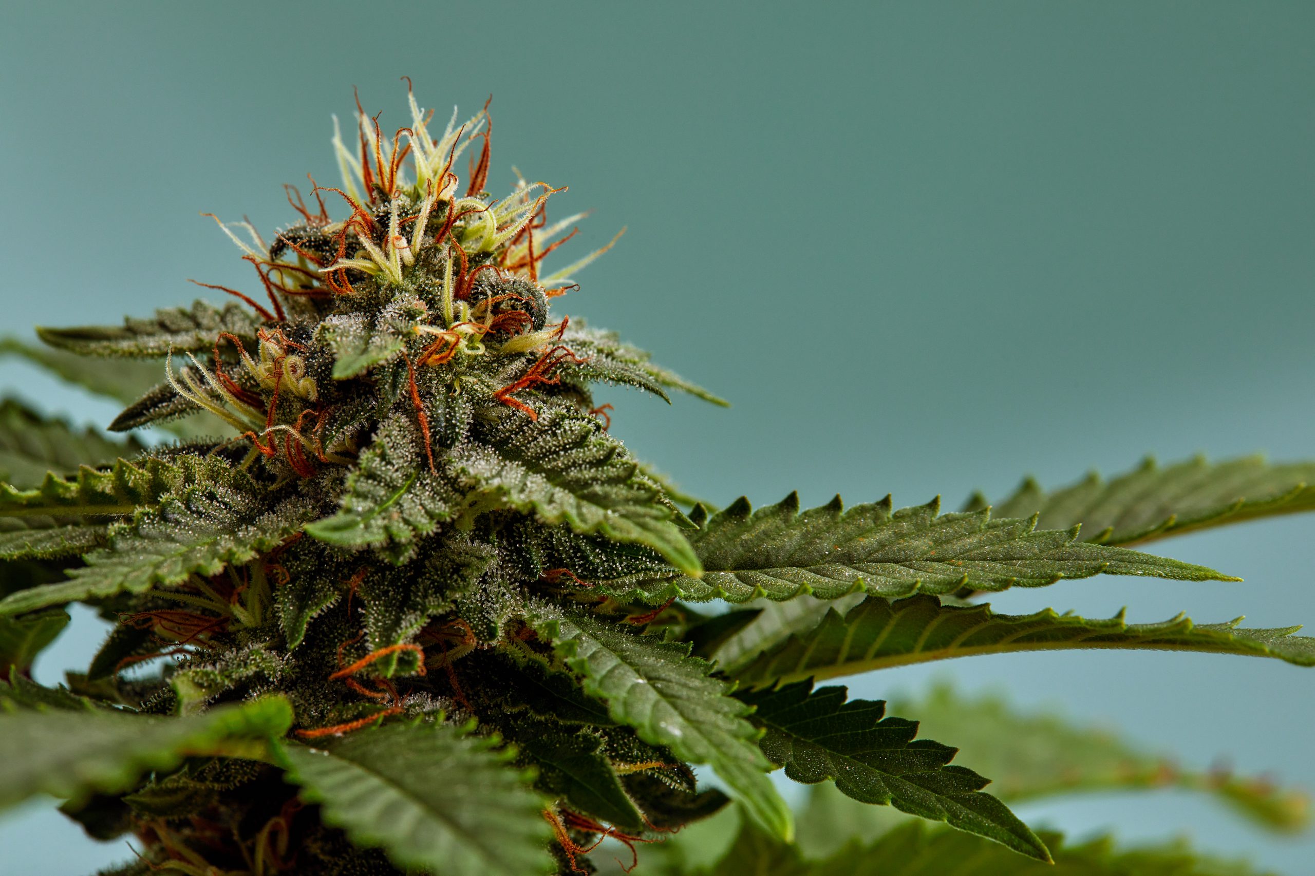 Tariffs and US Cannabis Supply Chain