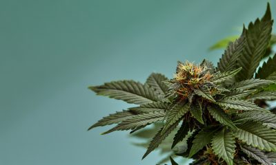 BOUTIQ Enters Arizona Cannabis Market