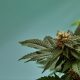 BOUTIQ Enters Arizona Cannabis Market