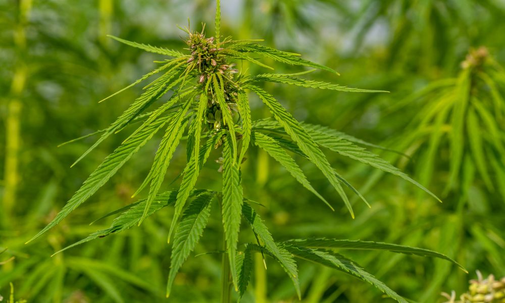 A Natural Solution for Cannabis Smells