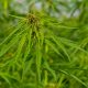 A Natural Solution for Cannabis Smells