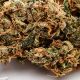 Hawaii Moves to Expand Medical Cannabis