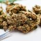 Dispensaries in Los Angeles That Are Redefining Canna
