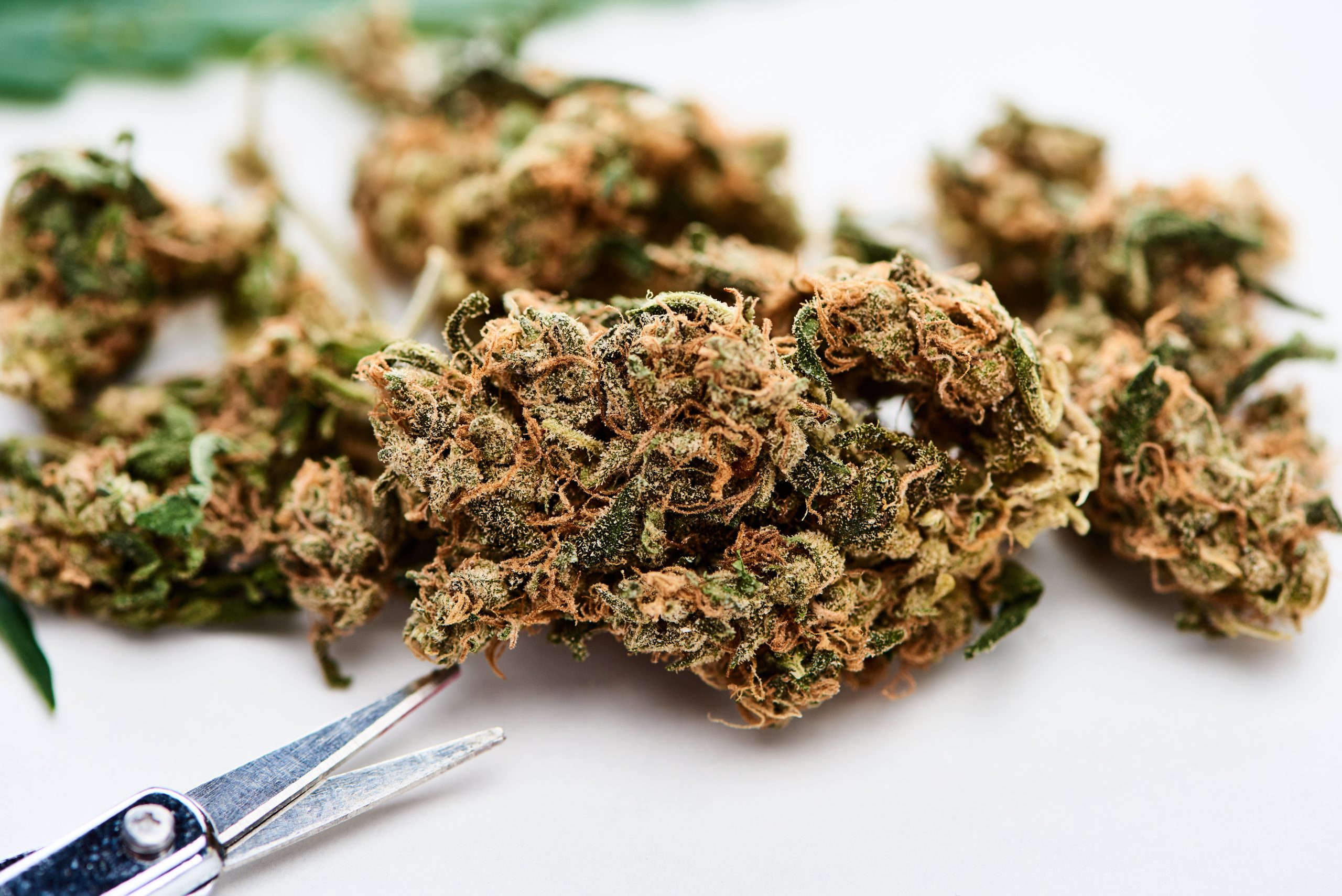 Dispensaries in Los Angeles That Are Redefining Canna