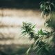 Federal Cannabis Reform Bill
