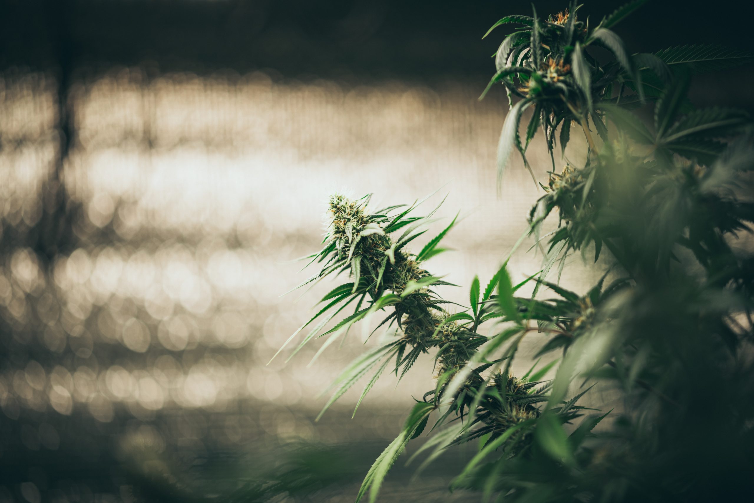Federal Cannabis Reform Bill