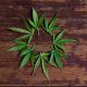 Game-Changing Dispensaries in California