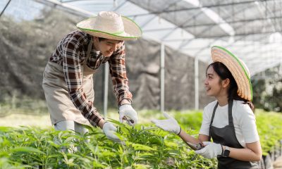 Super Farm Cannabis Grow House Auction