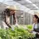 Super Farm Cannabis Grow House Auction