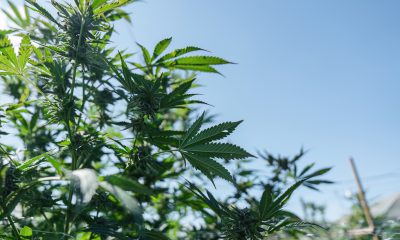 Is Marijuana a Depressant