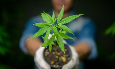 Coolest Dispensaries in California
