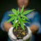 Coolest Dispensaries in California