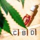 A Seamless Infusion Solution for Home Cannabis Chefs