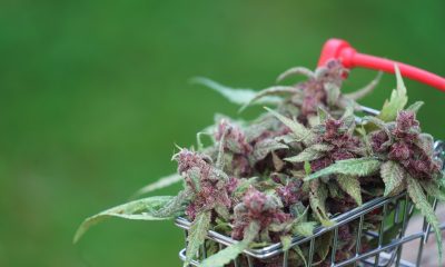Dispensaries in Massachusetts