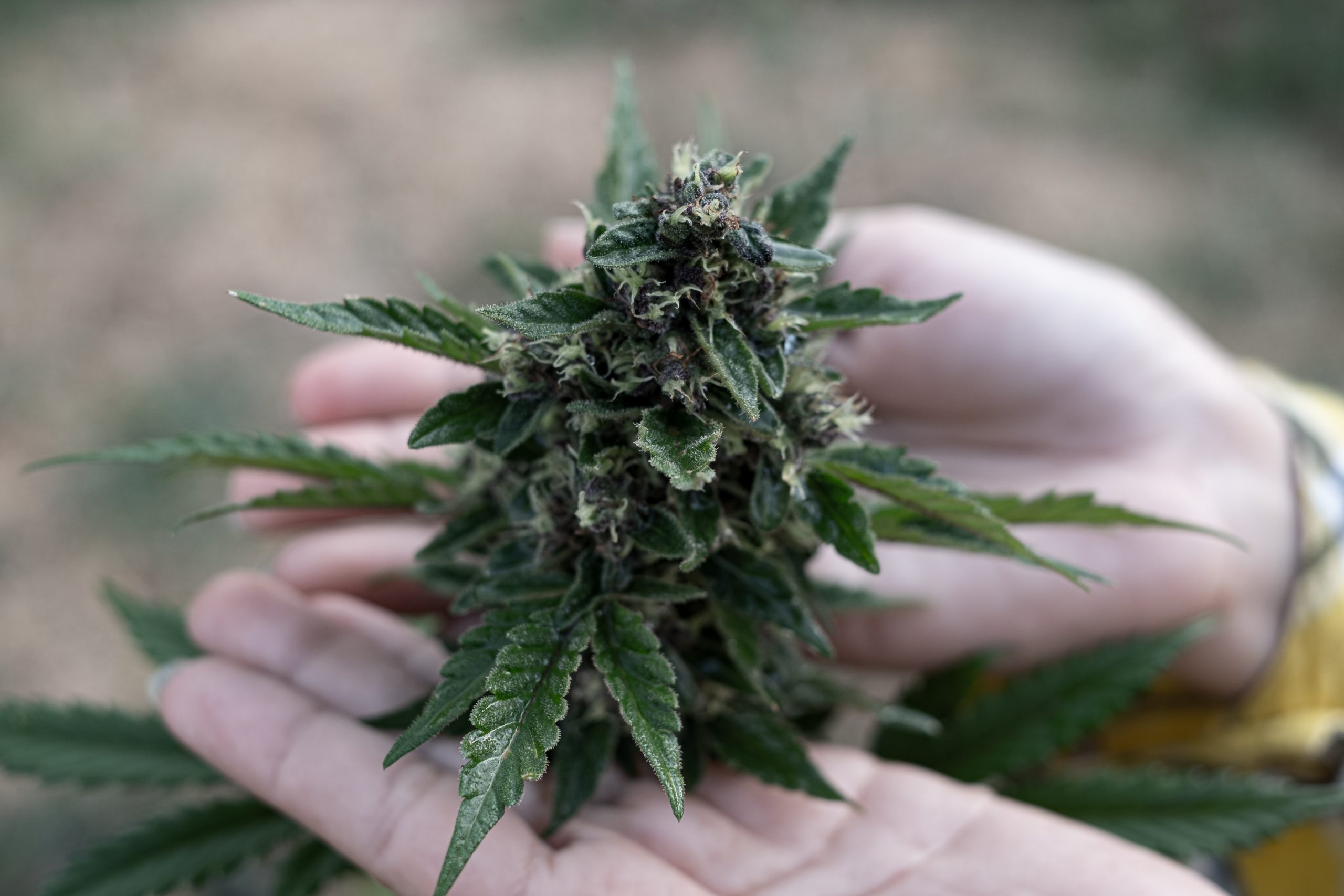 States to Watch for Cannabis Legalization in 2025