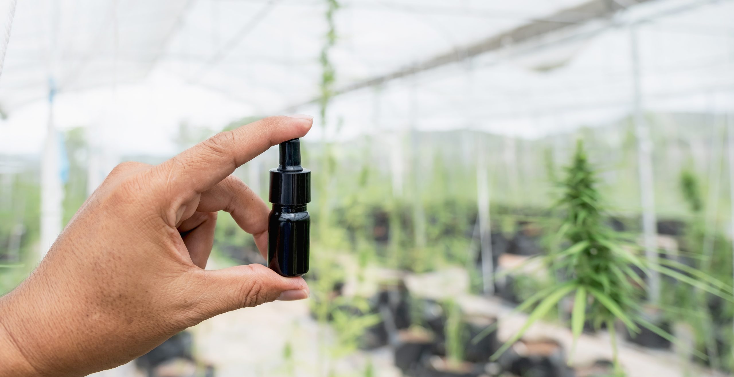 Nevada Dispensaries Are Redefining the Cannabis Shopping Experience