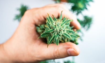 New York Cannabis Sales Surge