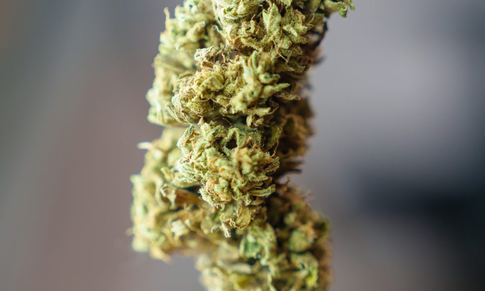 New York Cannabis Sales Could Hit $1.5 Billion