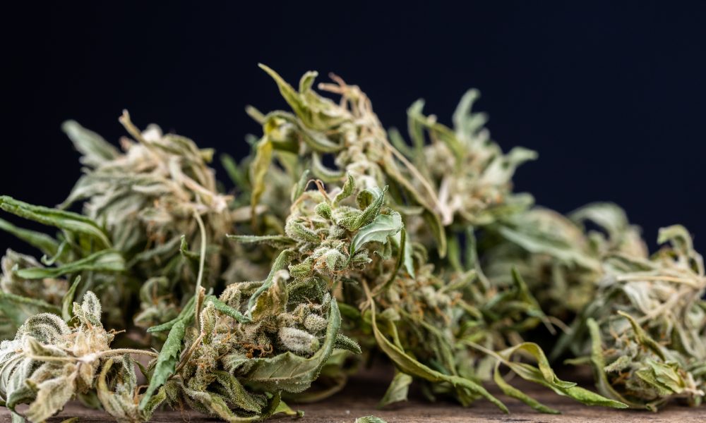 Medical Cannabis Shows Promise in Addiction Recovery