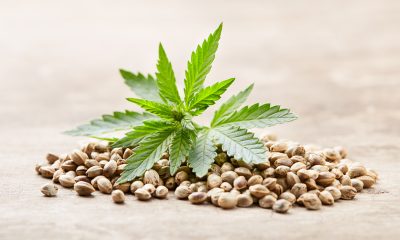 How Cannabis Helped Champ Bailey's Career