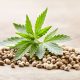 How Cannabis Helped Champ Bailey's Career